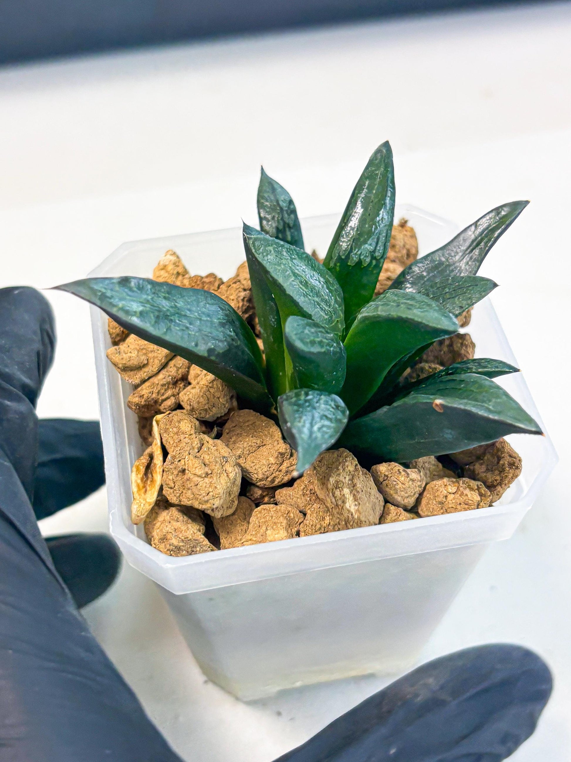 Haworthia Child Princess (wa3) (g3) | Hong Kong Rare Species