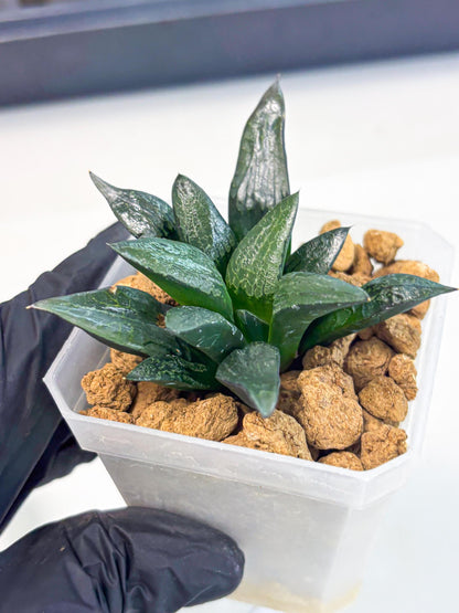 Haworthia Child Princess (wa3) (g3) | Hong Kong Rare Species
