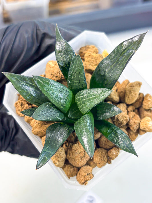 Haworthia Child Princess (wa3) (g3) | Hong Kong Rare Species