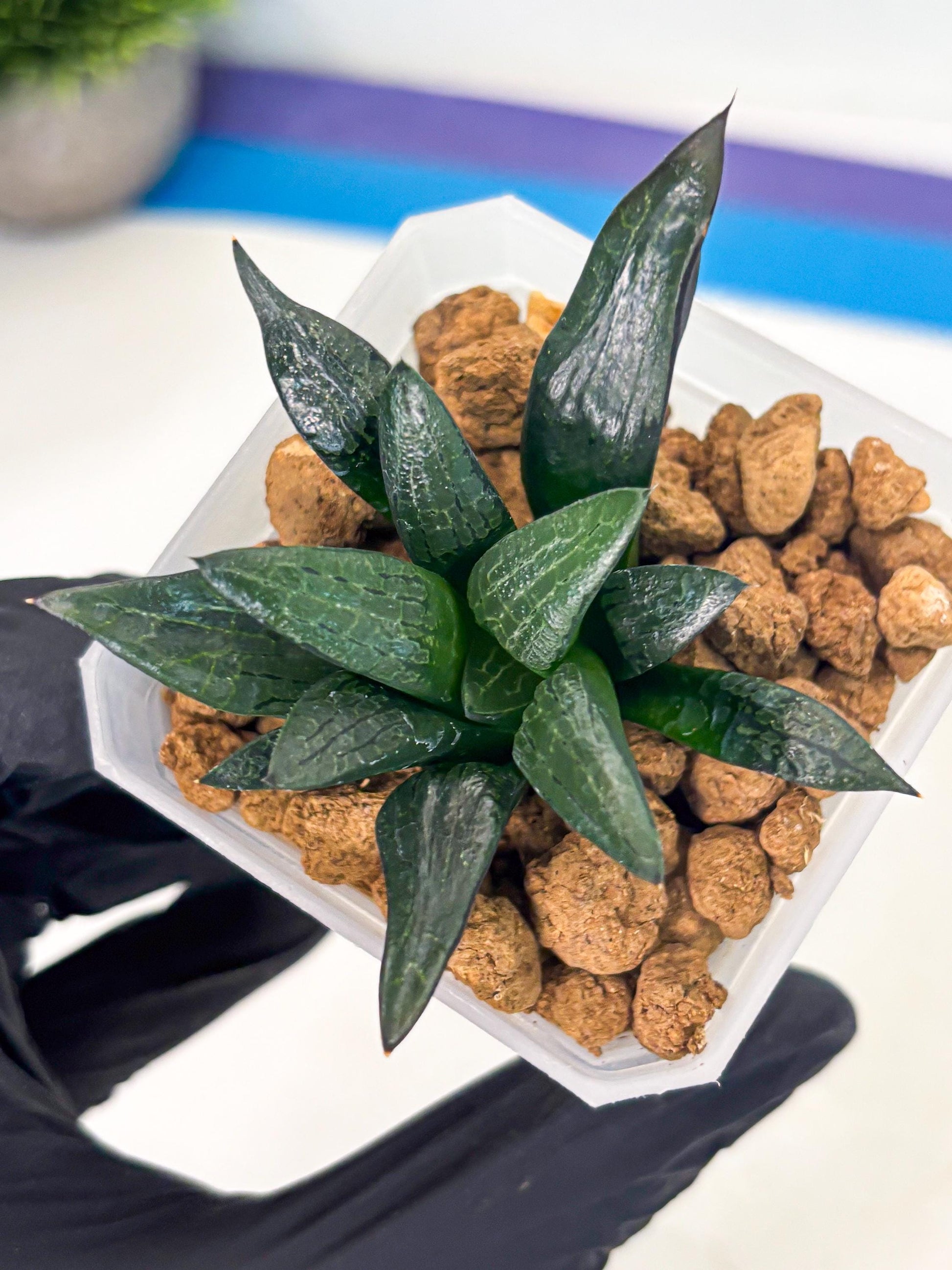 Haworthia Child Princess (wa3) (g3) | Hong Kong Rare Species