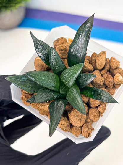 Haworthia Child Princess (wa3) (g3) | Hong Kong Rare Species