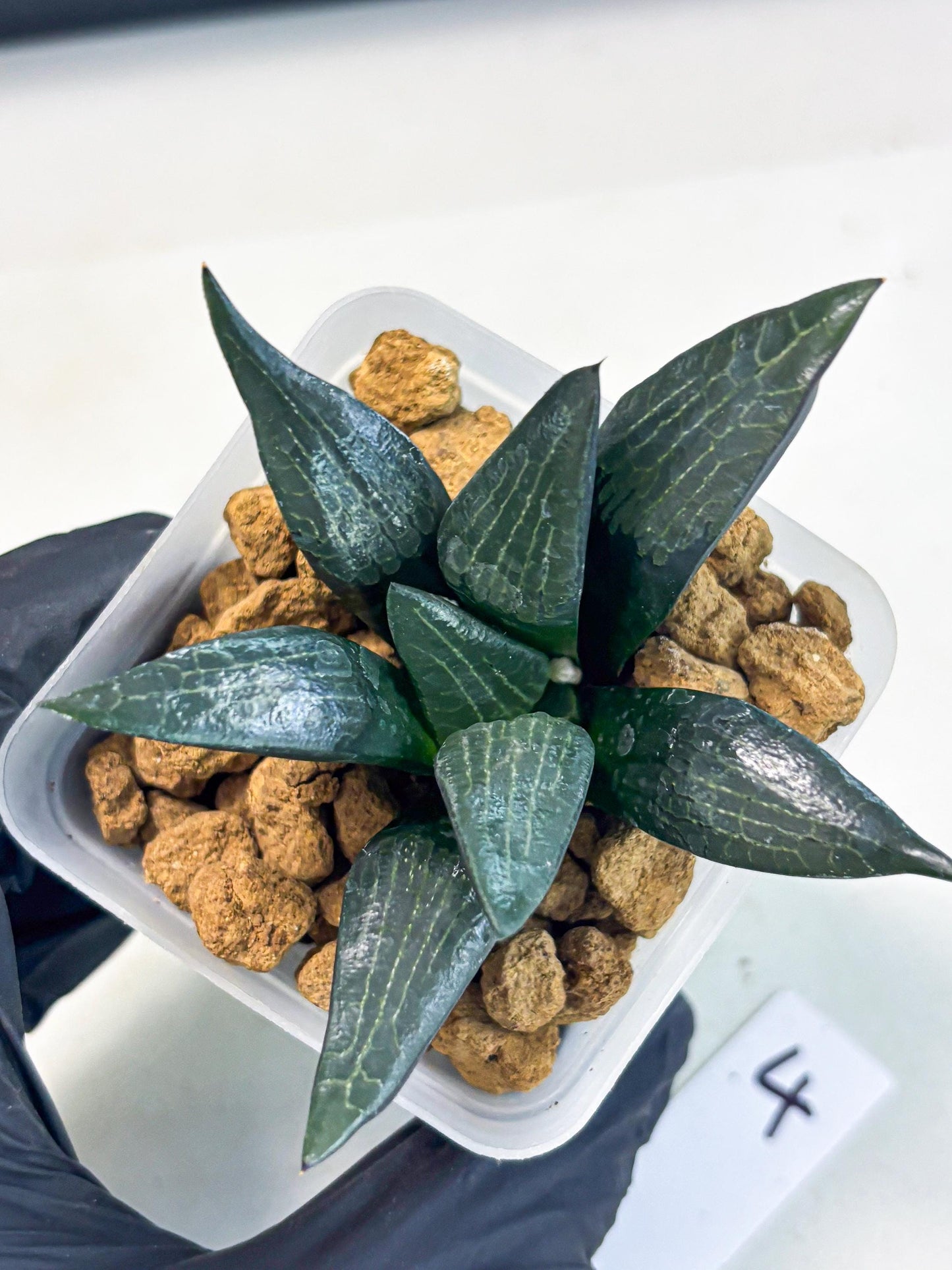 Haworthia Child Princess (wa3) (g4) | Hong Kong Rare Species