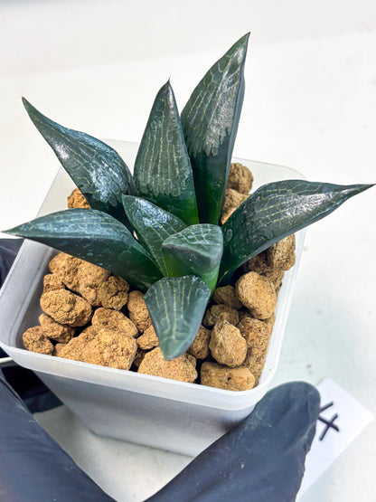 Haworthia Child Princess (wa3) (g4) | Hong Kong Rare Species