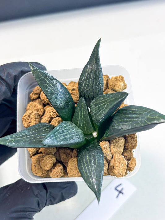 Haworthia Child Princess (wa3) (g4) | Hong Kong Rare Species