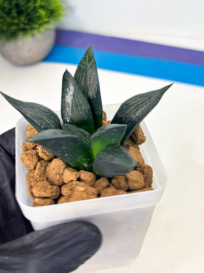 Haworthia Child Princess (wa3) (g4) | Hong Kong Rare Species