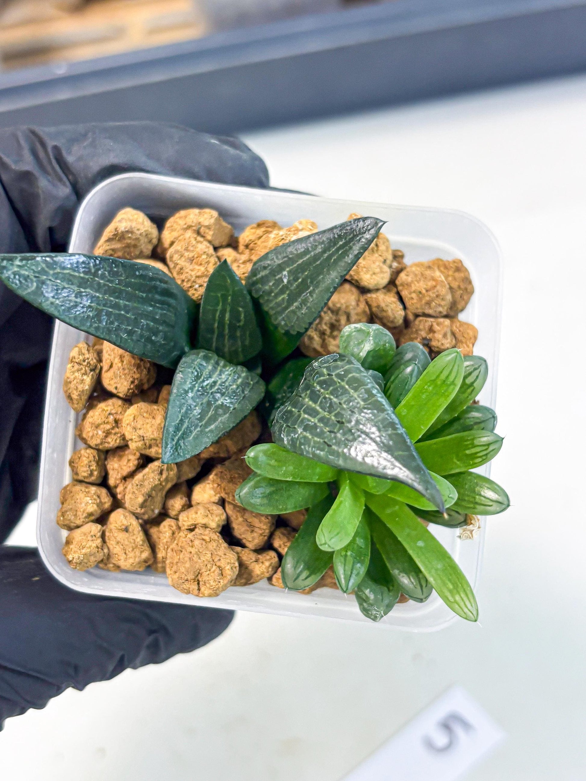 Haworthia Child Princess + Mystery (wa3) (g5) | Hong Kong