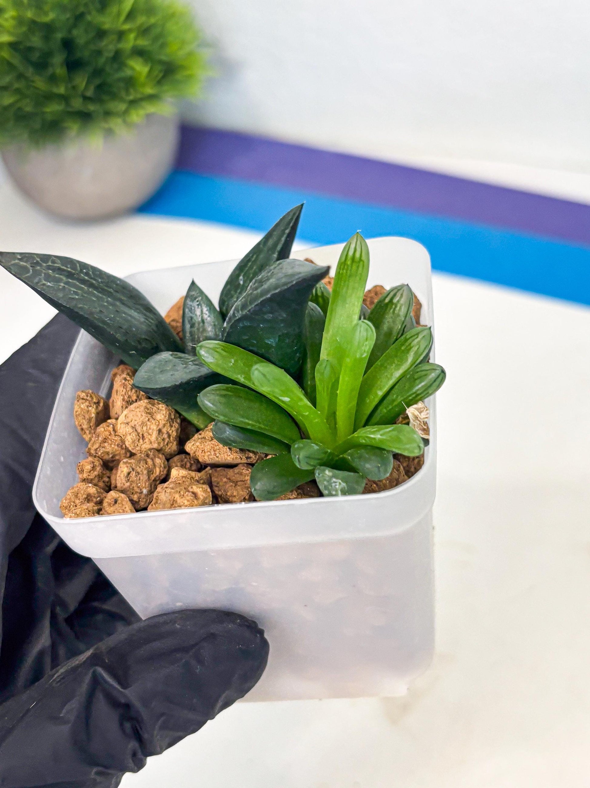 Haworthia Child Princess + Mystery (wa3) (g5) | Hong Kong