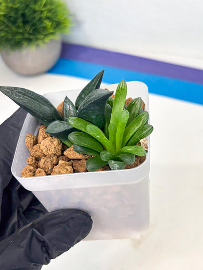 Haworthia Child Princess + Mystery (wa3) (g5) | Hong Kong
