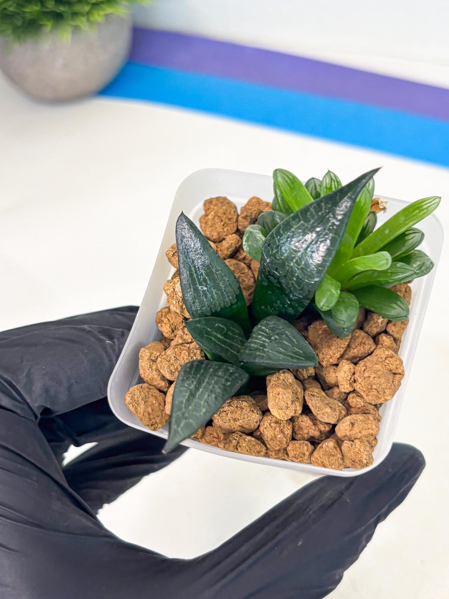 Haworthia Child Princess + Mystery (wa3) (g5) | Hong Kong