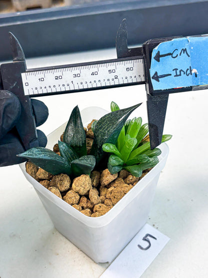 Haworthia Child Princess + Mystery (wa3) (g5) | Hong Kong
