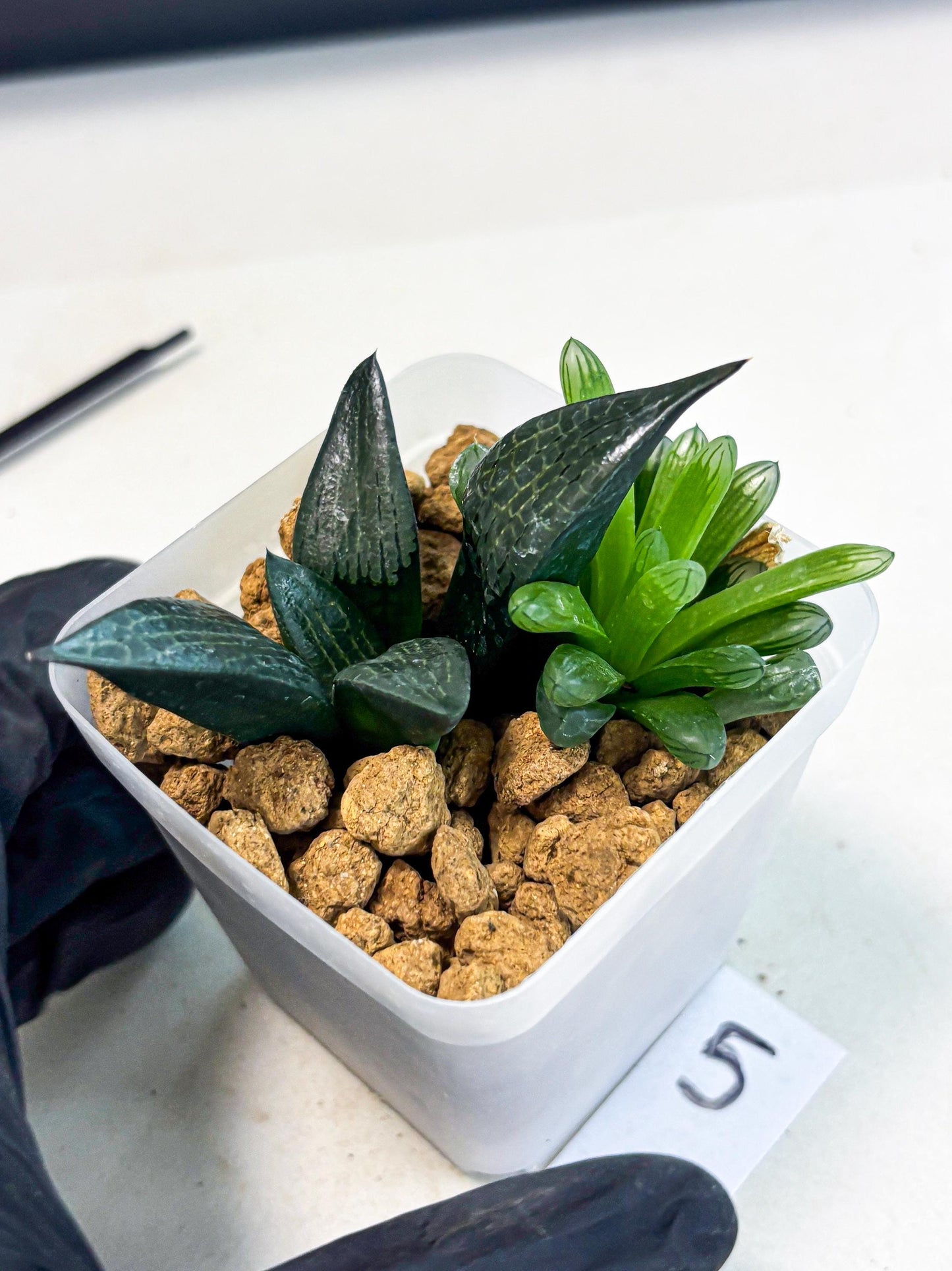 Haworthia Child Princess + Mystery (wa3) (g5) | Hong Kong