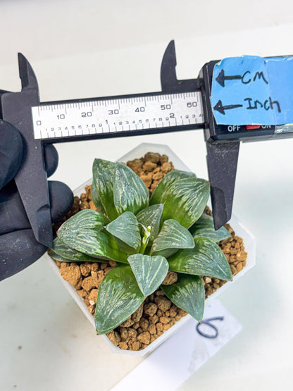 Haworthia Bai Guafu (wa3) (g6) | Hong Kong Rare Species