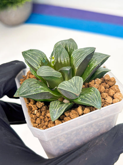 Haworthia Bai Guafu (wa3) (g6) | Hong Kong Rare Species