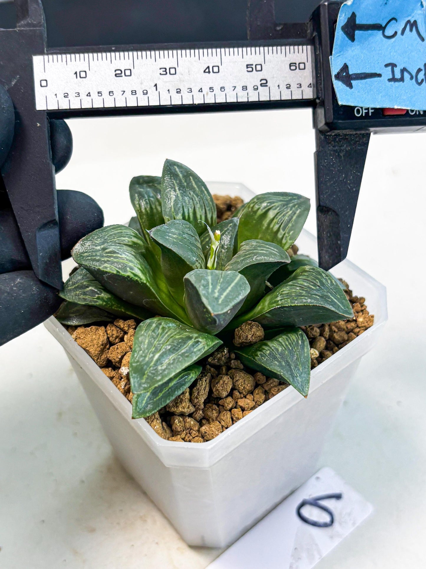 Haworthia Bai Guafu (wa3) (g6) | Hong Kong Rare Species