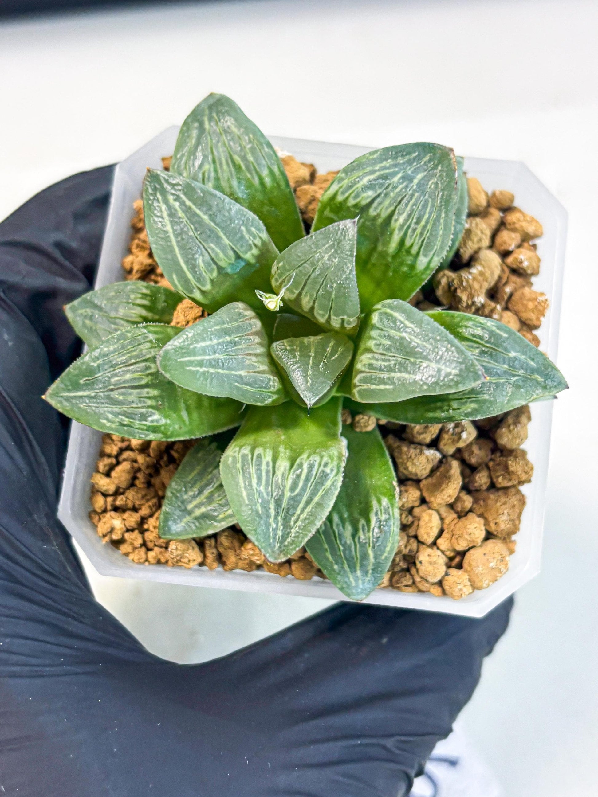 Haworthia Bai Guafu (wa3) (g6) | Hong Kong Rare Species