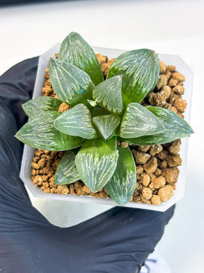 Haworthia Bai Guafu (wa3) (g6) | Hong Kong Rare Species
