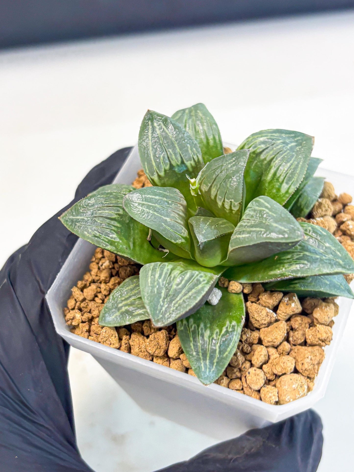 Haworthia Bai Guafu (wa3) (g6) | Hong Kong Rare Species