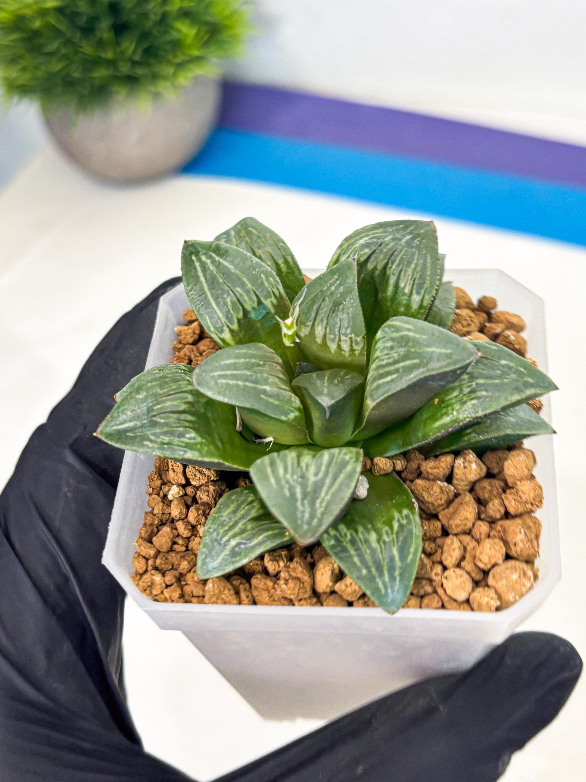 Haworthia Bai Guafu (wa3) (g6) | Hong Kong Rare Species