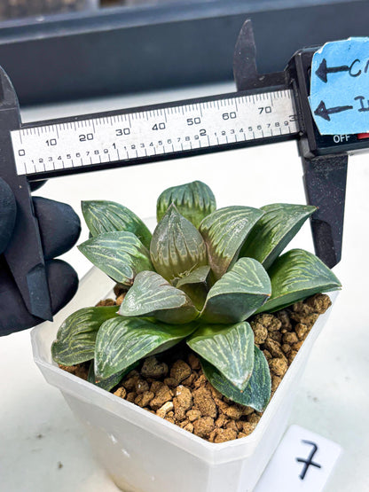Haworthia Bai Guafu (wa3) (g7) | Hong Kong Rare Species