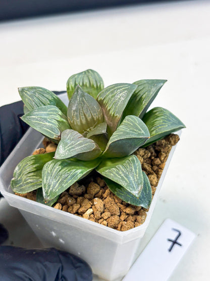 Haworthia Bai Guafu (wa3) (g7) | Hong Kong Rare Species