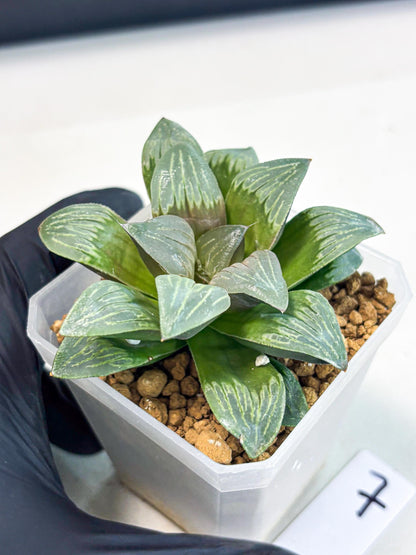 Haworthia Bai Guafu (wa3) (g7) | Hong Kong Rare Species
