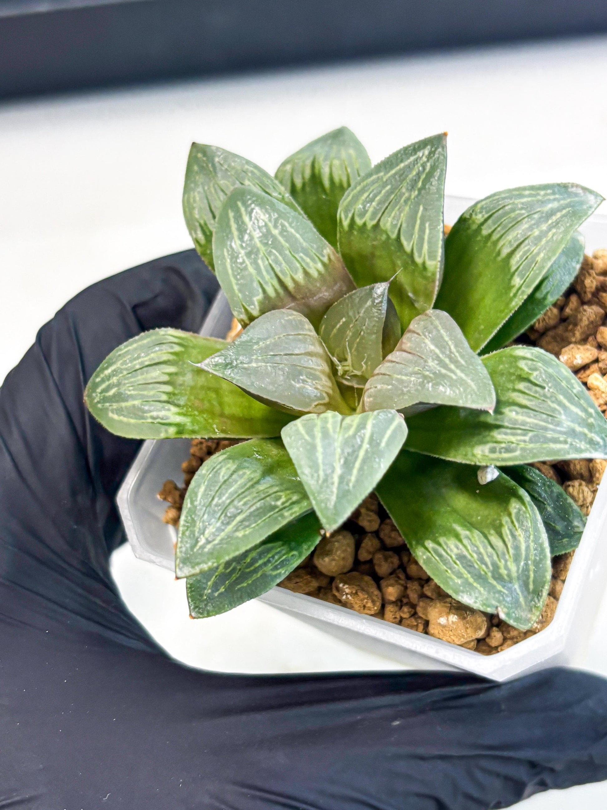 Haworthia Bai Guafu (wa3) (g7) | Hong Kong Rare Species