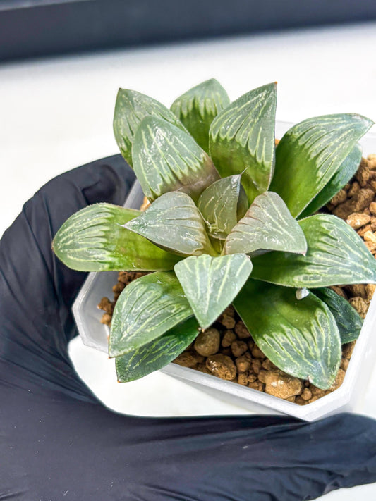 Haworthia Bai Guafu (wa3) (g7) | Hong Kong Rare Species