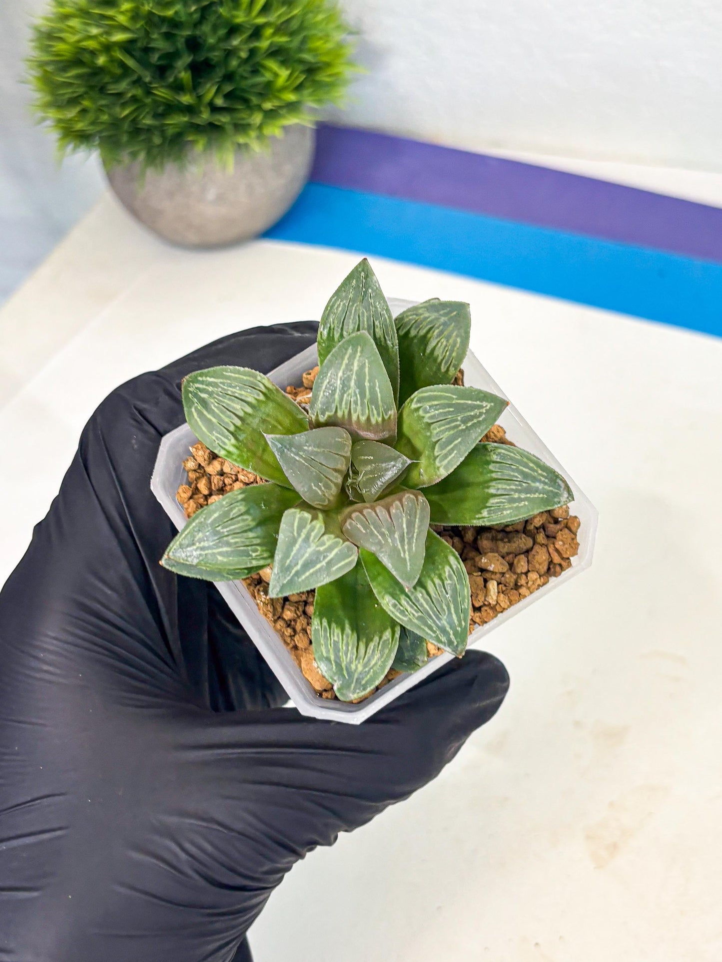Haworthia Bai Guafu (wa3) (g7) | Hong Kong Rare Species