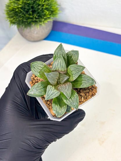 Haworthia Bai Guafu (wa3) (g7) | Hong Kong Rare Species