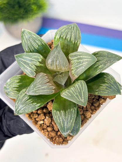 Haworthia Bai Guafu (wa3) (g7) | Hong Kong Rare Species