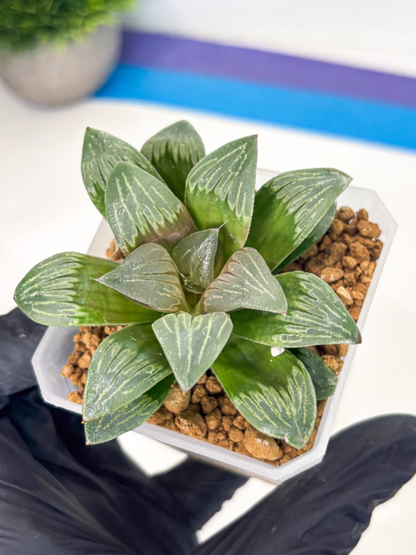 Haworthia Bai Guafu (wa3) (g7) | Hong Kong Rare Species