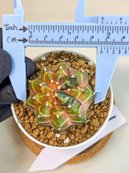 Gymnocalycium Neon (gy13) (p1) | Rare Cactus