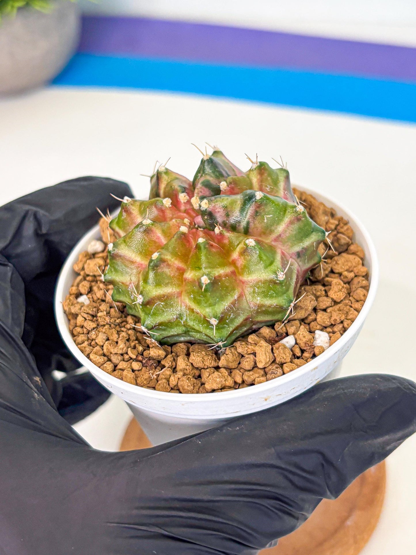 Gymnocalycium Neon (gy13) (p1) | Rare Cactus