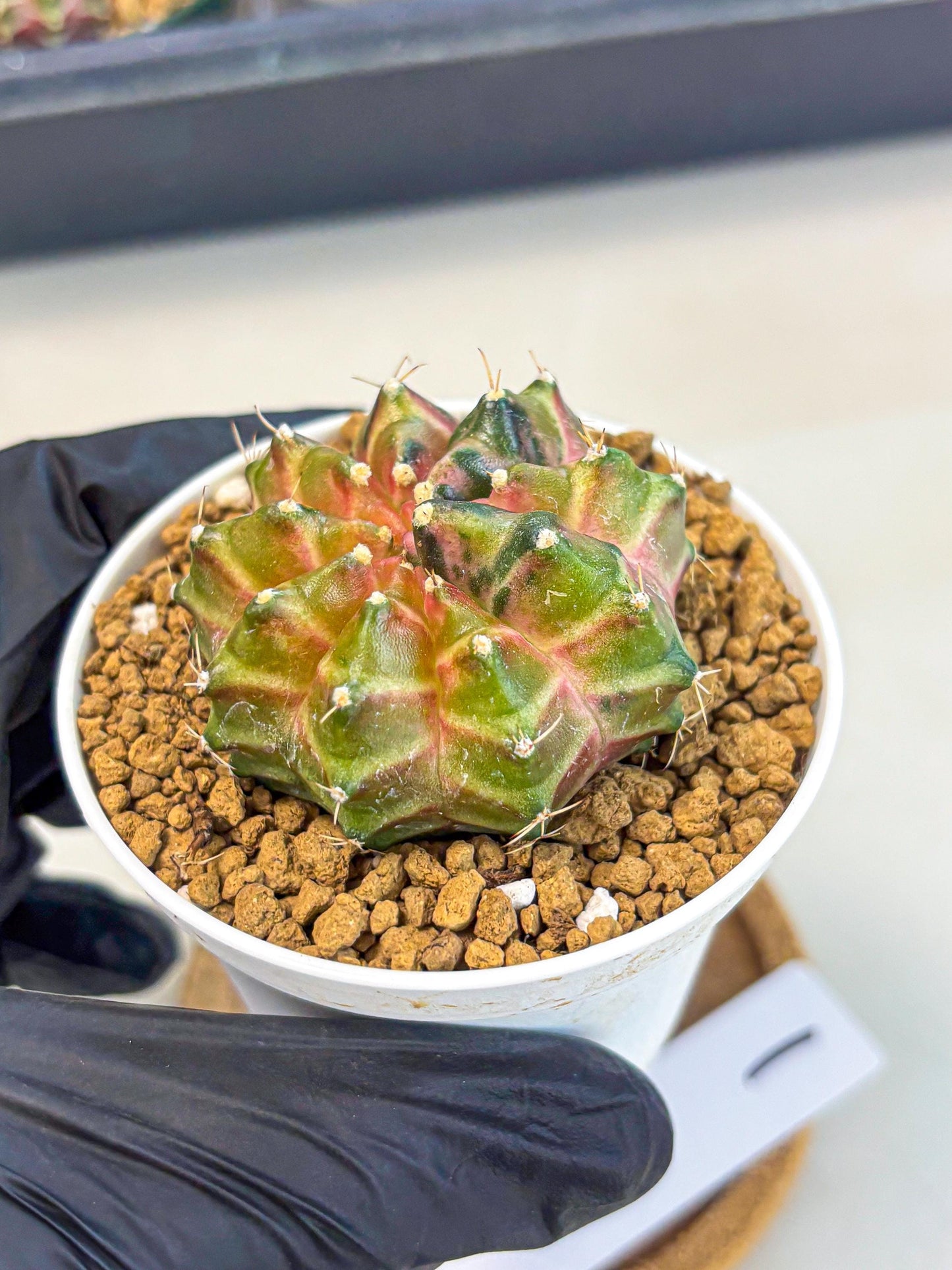 Gymnocalycium Neon (gy13) (p1) | Rare Cactus