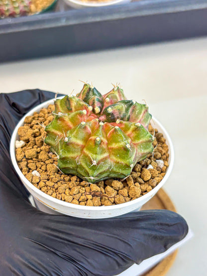 Gymnocalycium Neon (gy13) (p1) | Rare Cactus