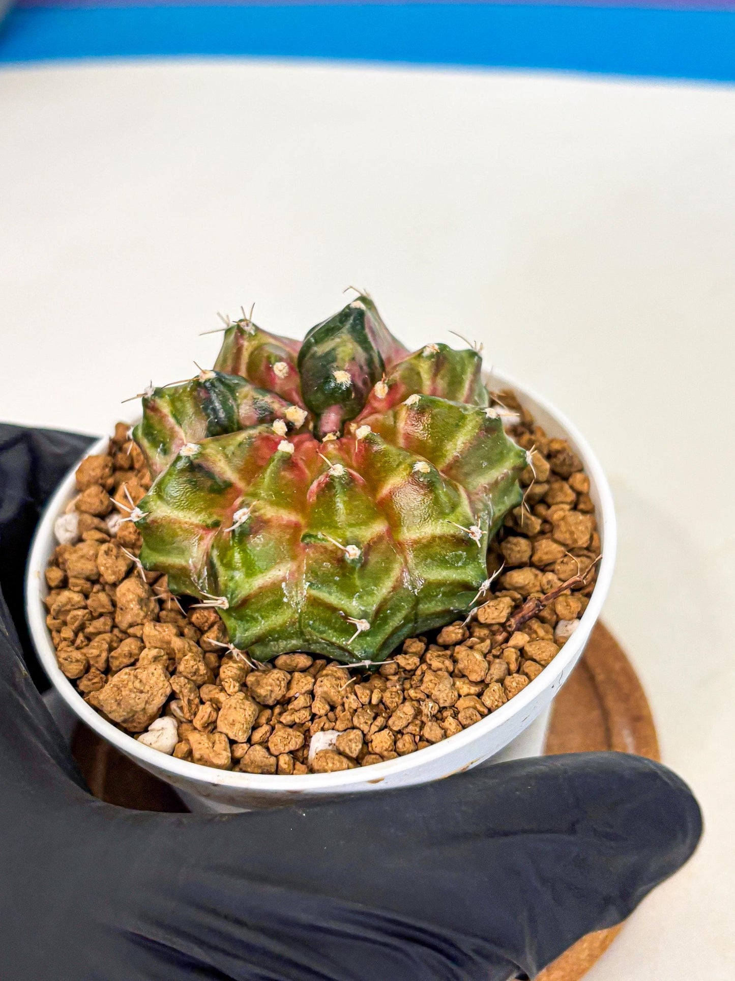 Gymnocalycium Neon (gy13) (p1) | Rare Cactus
