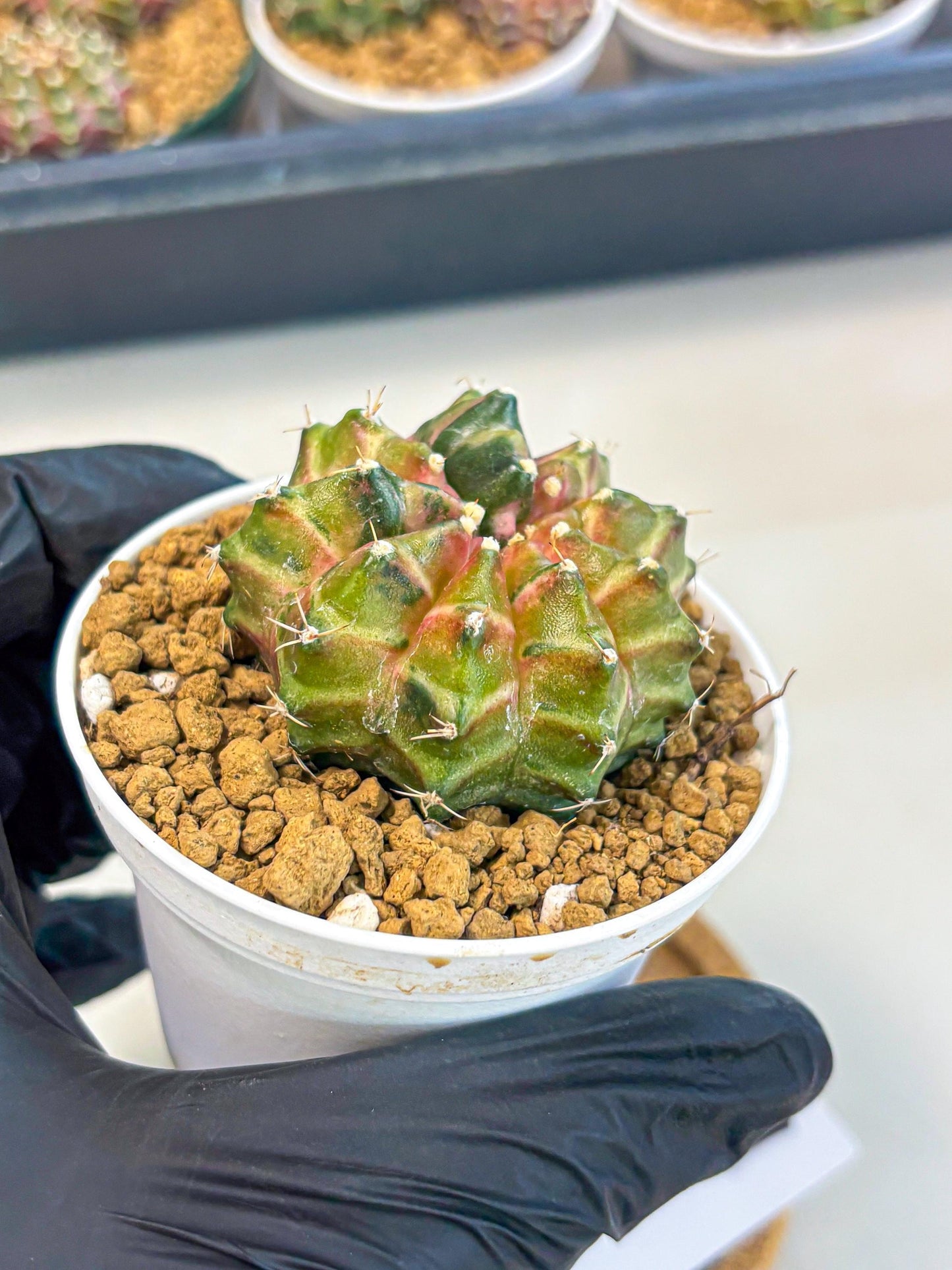 Gymnocalycium Neon (gy13) (p1) | Rare Cactus