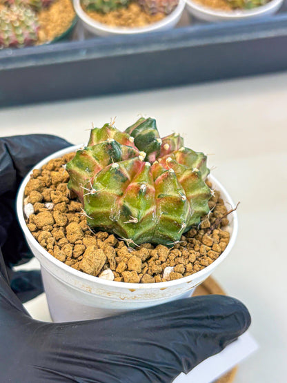 Gymnocalycium Neon (gy13) (p1) | Rare Cactus