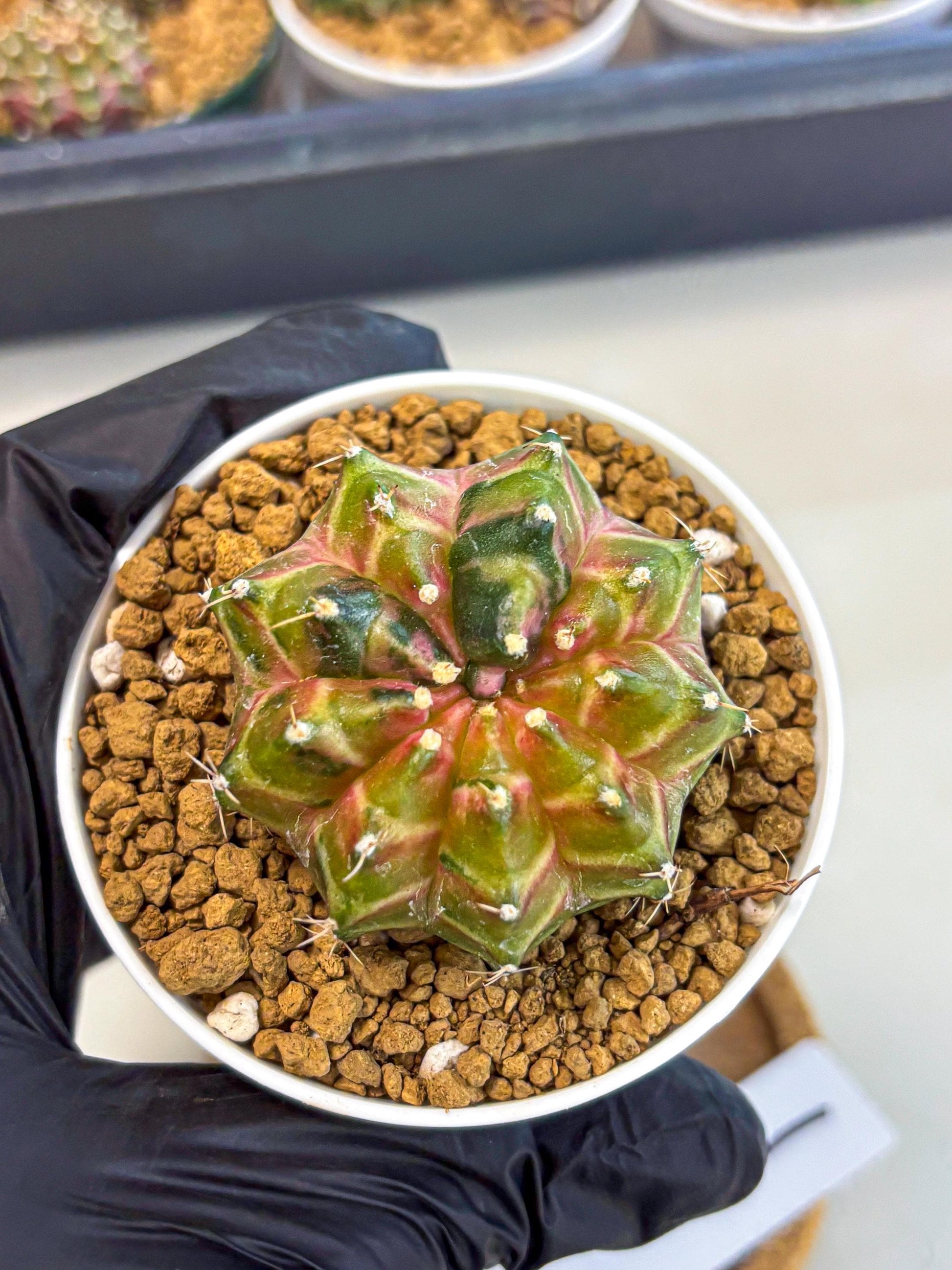 Gymnocalycium Neon (gy13) (p1) | Rare Cactus