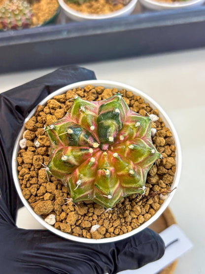 Gymnocalycium Neon (gy13) (p1) | Rare Cactus