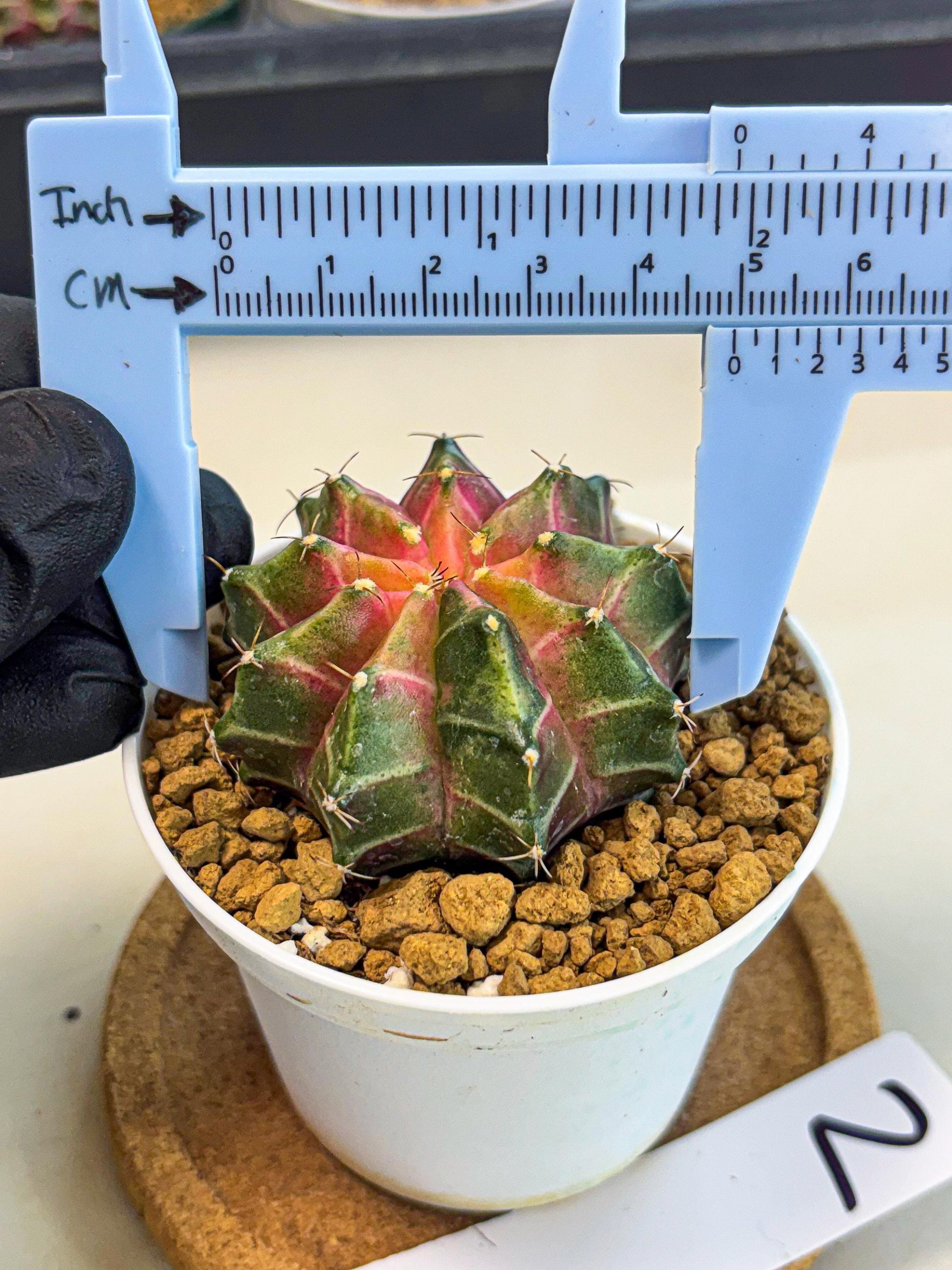 Gymnocalycium Neon (gy13) (p2) | Rare Cactus