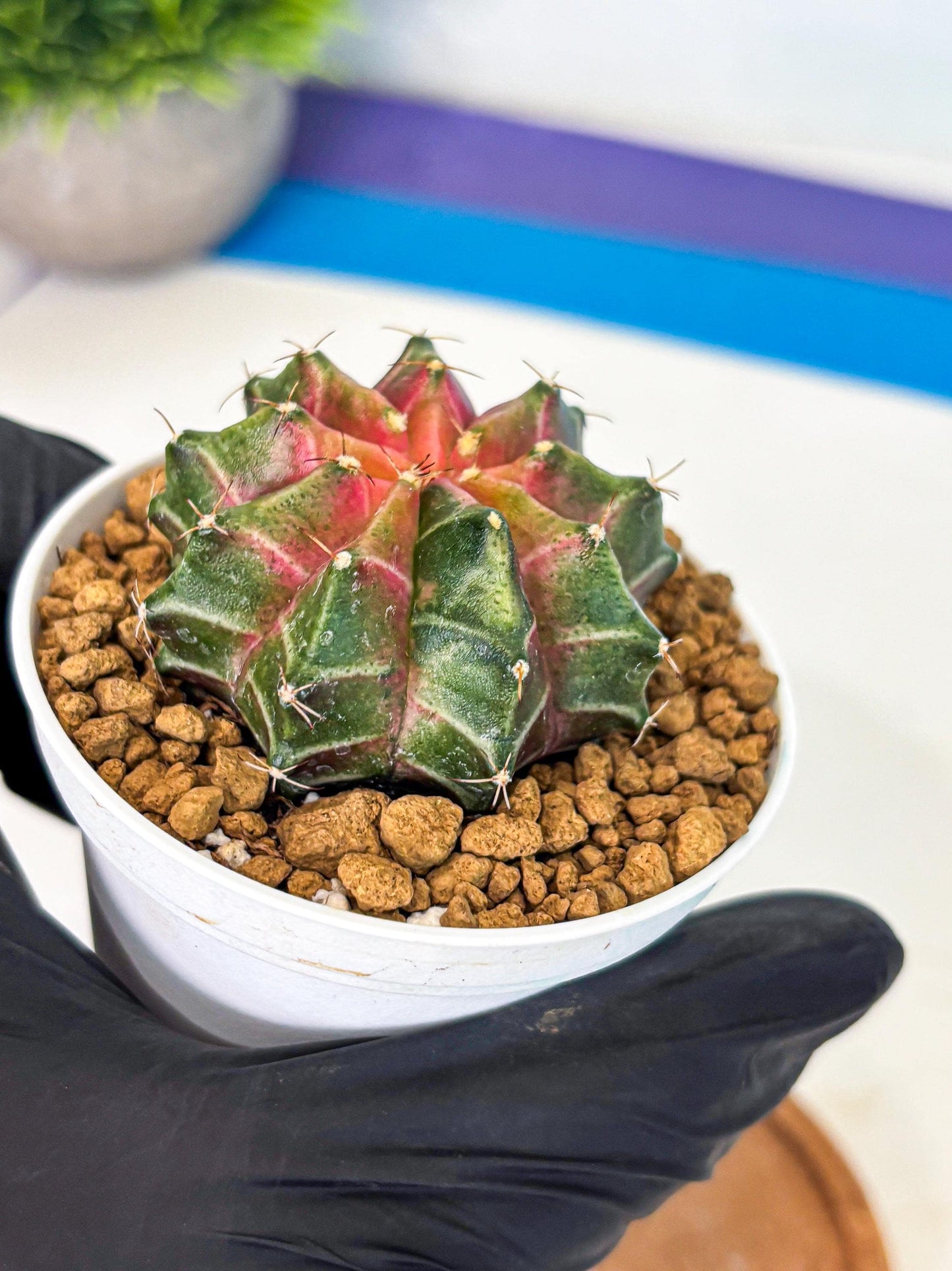 Gymnocalycium Neon (gy13) (p2) | Rare Cactus