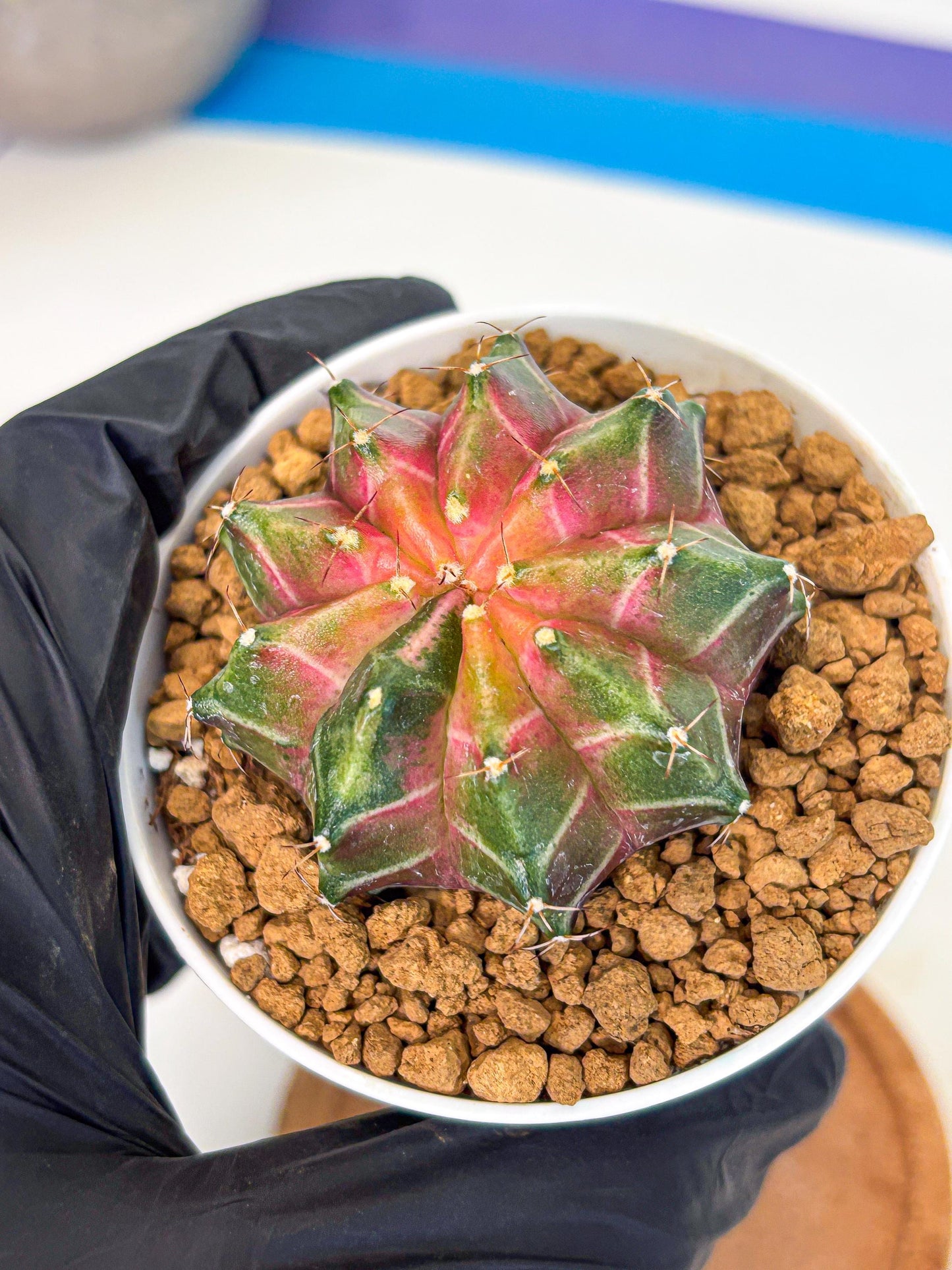 Gymnocalycium Neon (gy13) (p2) | Rare Cactus
