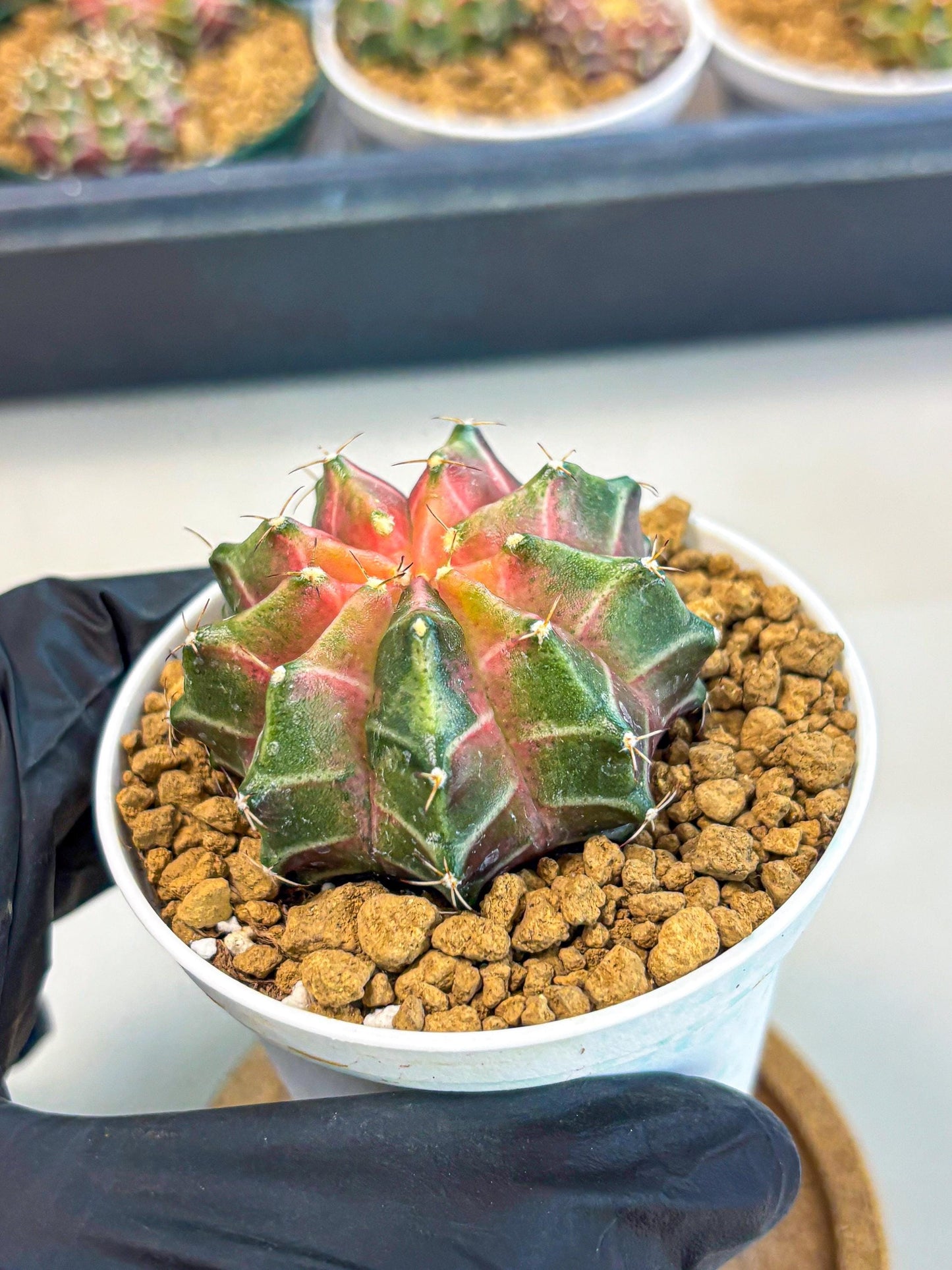 Gymnocalycium Neon (gy13) (p2) | Rare Cactus