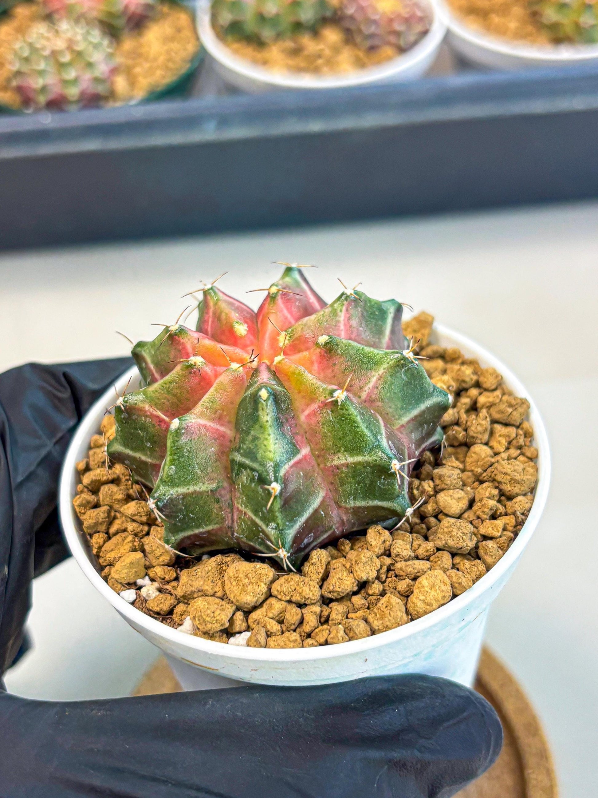 Gymnocalycium Neon (gy13) (p2) | Rare Cactus