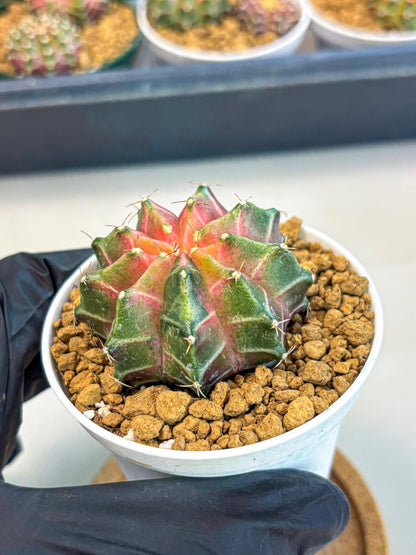 Gymnocalycium Neon (gy13) (p2) | Rare Cactus