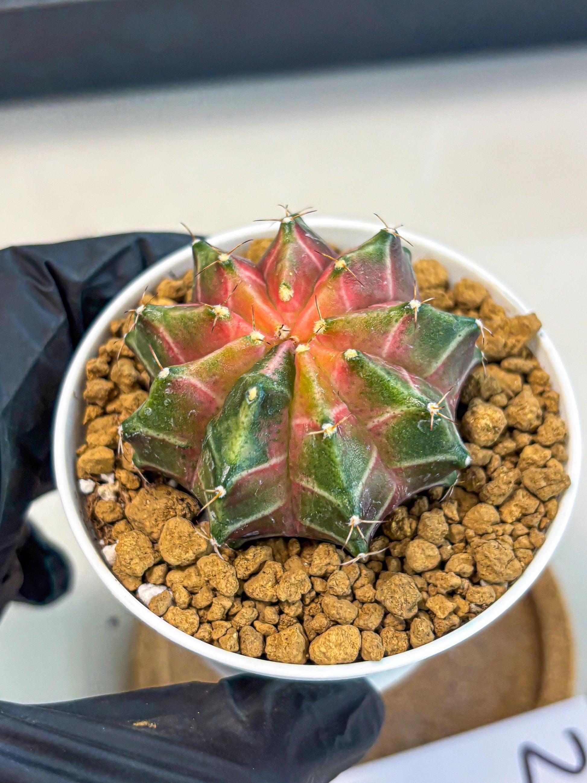 Gymnocalycium Neon (gy13) (p2) | Rare Cactus