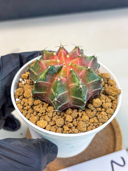 Gymnocalycium Neon (gy13) (p2) | Rare Cactus