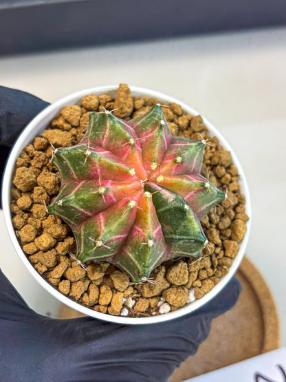 Gymnocalycium Neon (gy13) (p2) | Rare Cactus