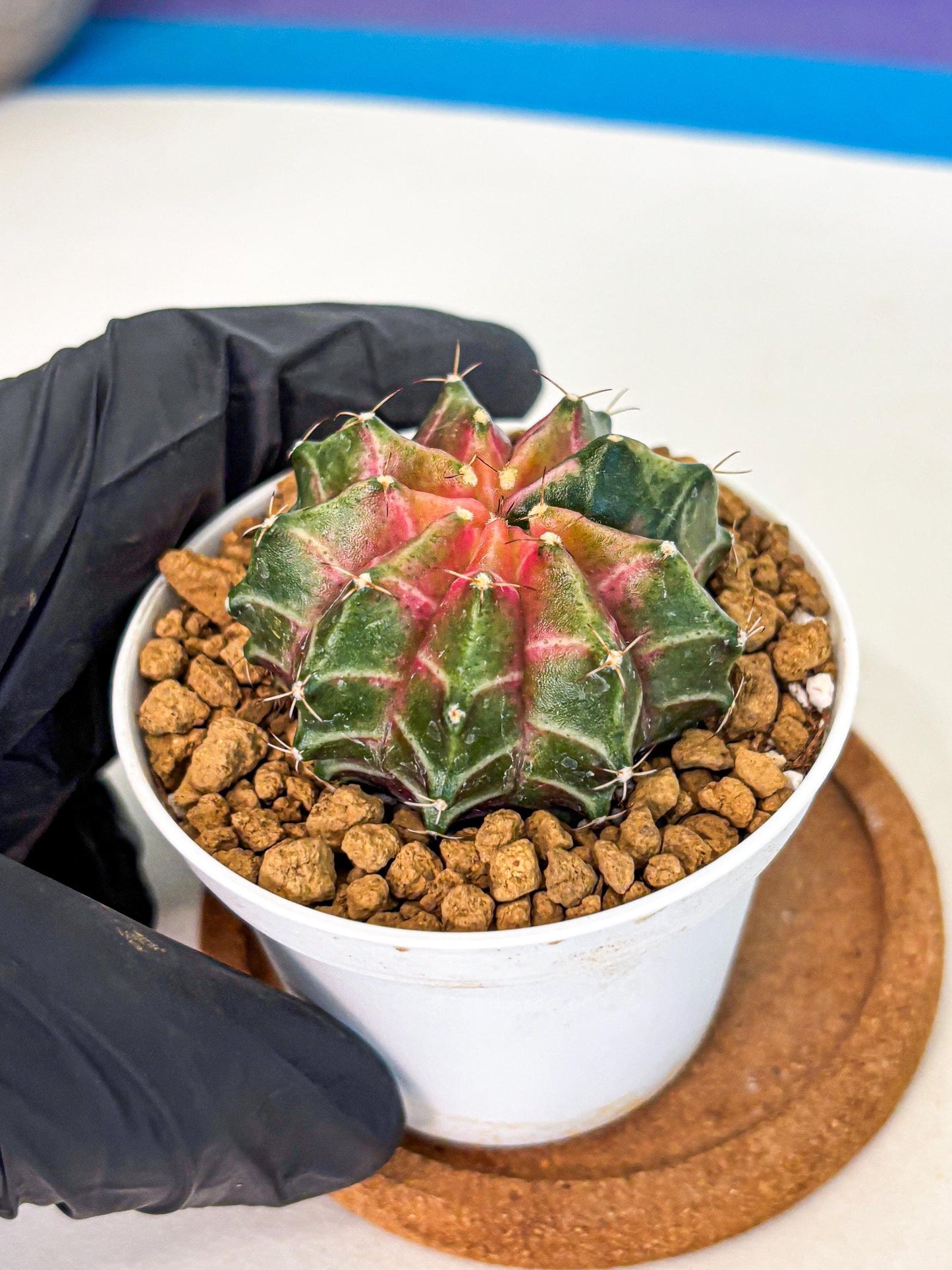 Gymnocalycium Neon (gy13) (p2) | Rare Cactus